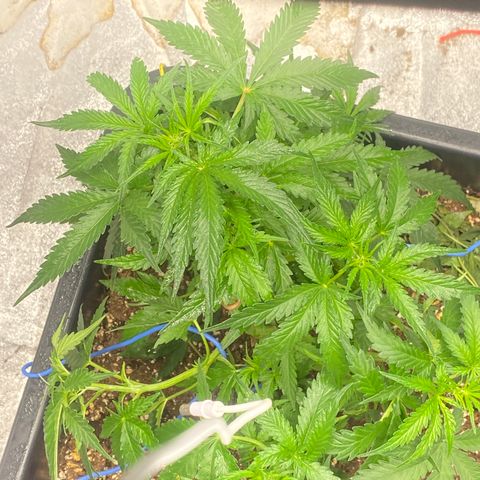 Sour jealousy growlog timeline photo