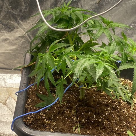 Sour jealousy growlog timeline photo