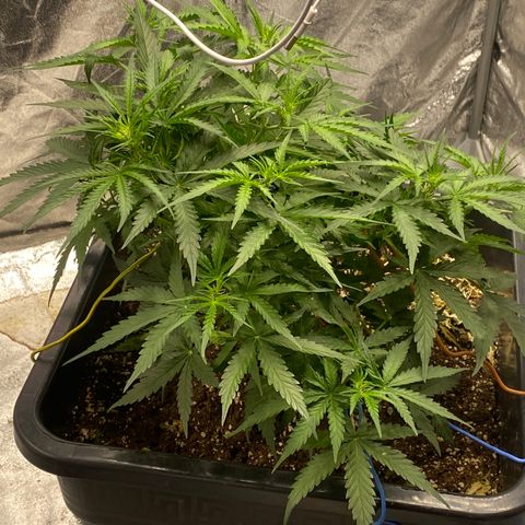 Sour jealousy growlog timeline photo