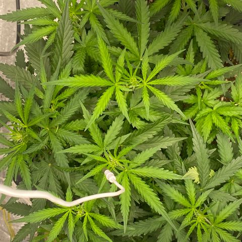 Sour jealousy growlog timeline photo