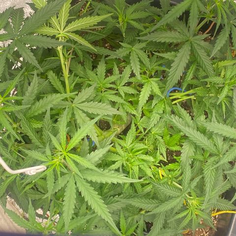 Sour jealousy growlog timeline photo