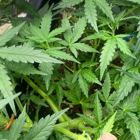 Sour jealousy growlog timeline photo