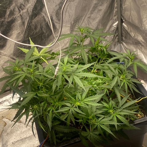 Sour jealousy growlog timeline photo