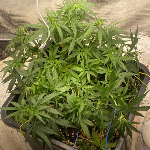 Sour jealousy growlog timeline photo
