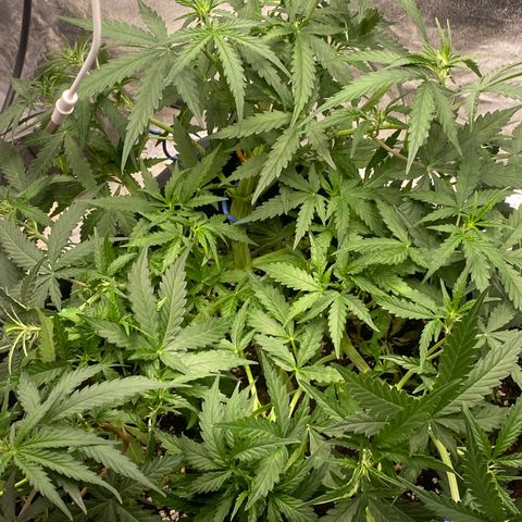 Sour jealousy growlog timeline photo