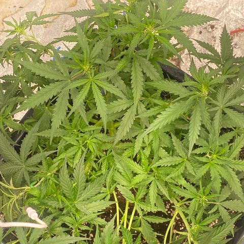 Sour jealousy growlog timeline photo