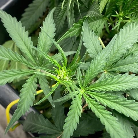 Sour jealousy growlog timeline photo