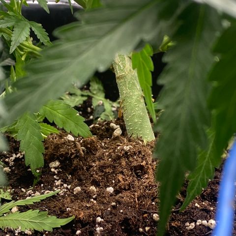 Sour jealousy growlog timeline photo