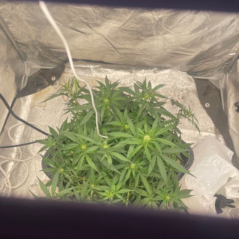 Sour jealousy growlog timeline photo