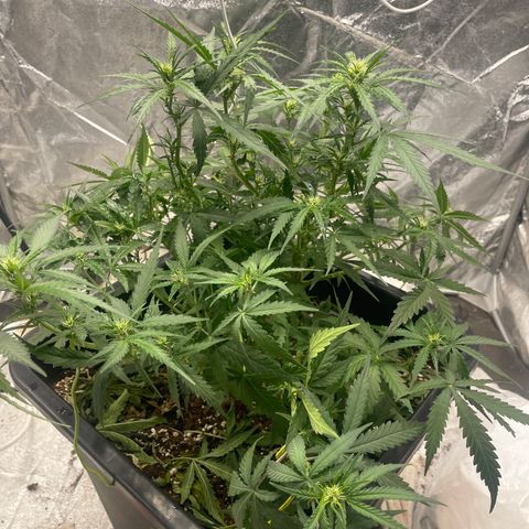Sour jealousy growlog timeline photo