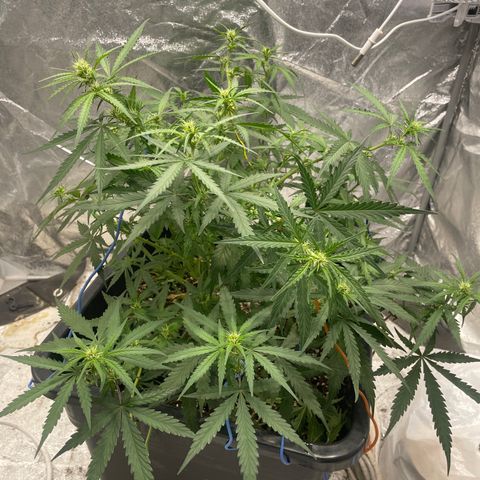 Sour jealousy growlog timeline photo