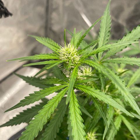 Sour jealousy growlog timeline photo