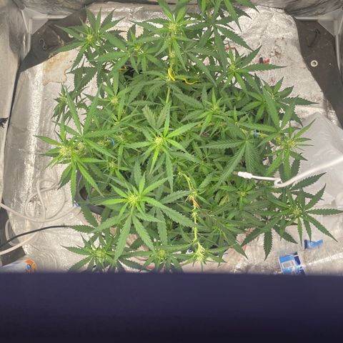 Sour jealousy growlog timeline photo