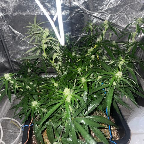 Sour jealousy growlog timeline photo