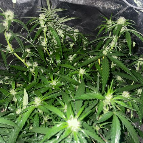 Sour jealousy growlog timeline photo