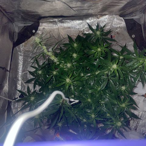 Sour jealousy growlog timeline photo
