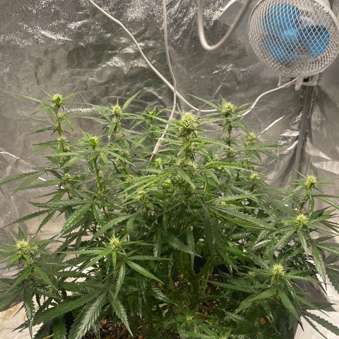 Sour jealousy growlog timeline photo