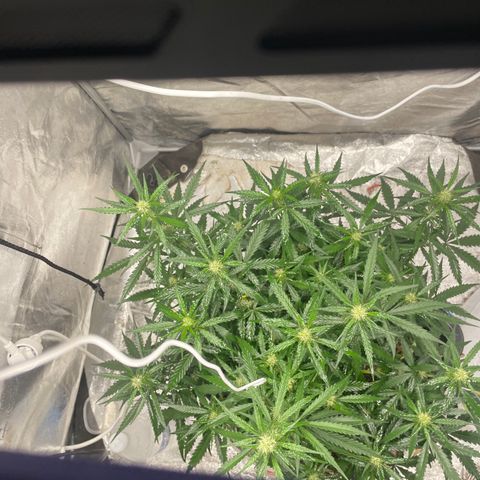 Sour jealousy growlog timeline photo
