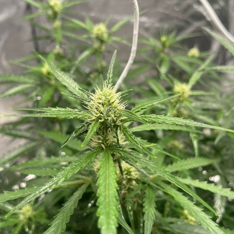 Sour jealousy growlog timeline photo