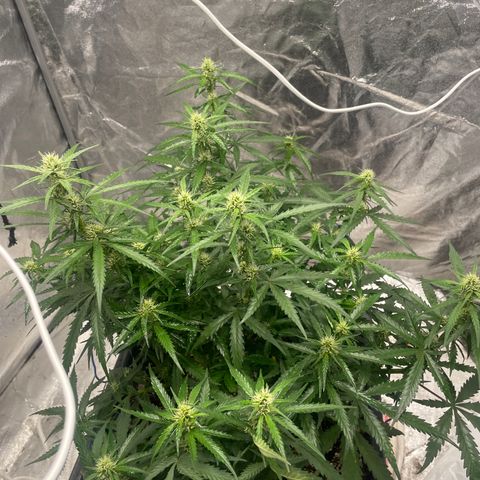 Sour jealousy growlog timeline photo