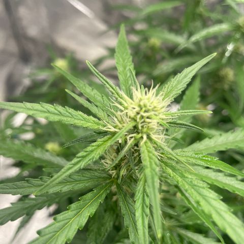 Sour jealousy growlog timeline photo