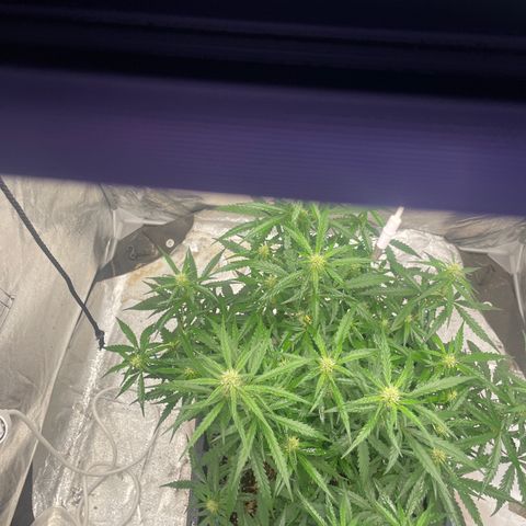 Sour jealousy growlog timeline photo