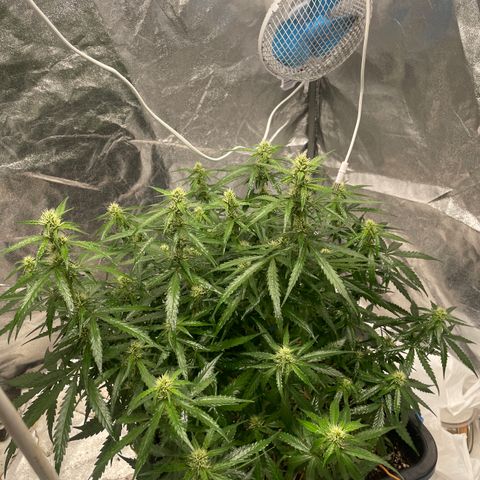 Sour jealousy growlog timeline photo