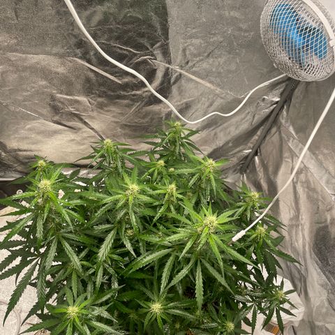 Sour jealousy growlog timeline photo