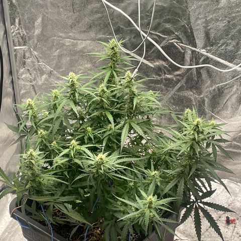 Sour jealousy growlog timeline photo