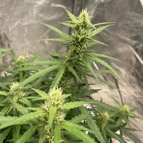 Sour jealousy growlog timeline photo