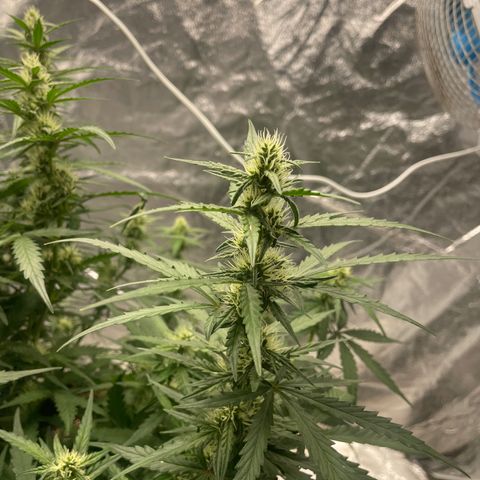 Sour jealousy growlog timeline photo