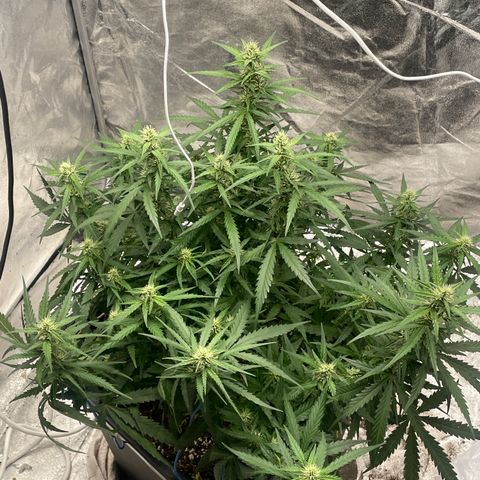 Sour jealousy growlog timeline photo