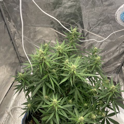 Sour jealousy growlog timeline photo