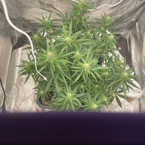 Sour jealousy growlog timeline photo