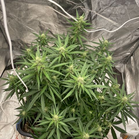Sour jealousy growlog timeline photo