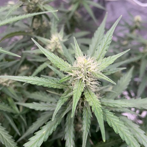 Sour jealousy growlog timeline photo