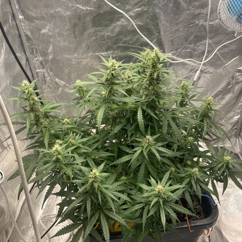 Sour jealousy growlog timeline photo