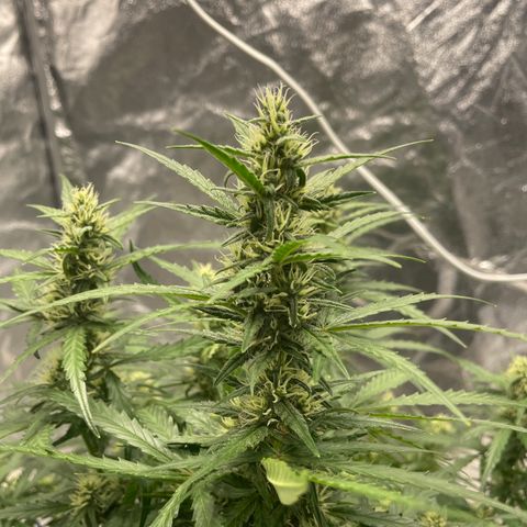 Sour jealousy growlog timeline photo