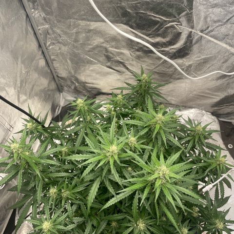 Sour jealousy growlog timeline photo