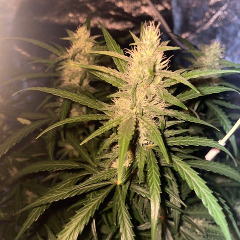Sour jealousy growlog timeline photo