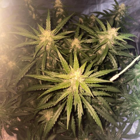 Sour jealousy growlog timeline photo