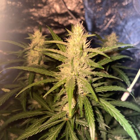 Sour jealousy growlog timeline photo