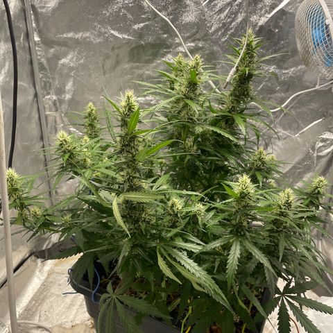 Sour jealousy growlog timeline photo