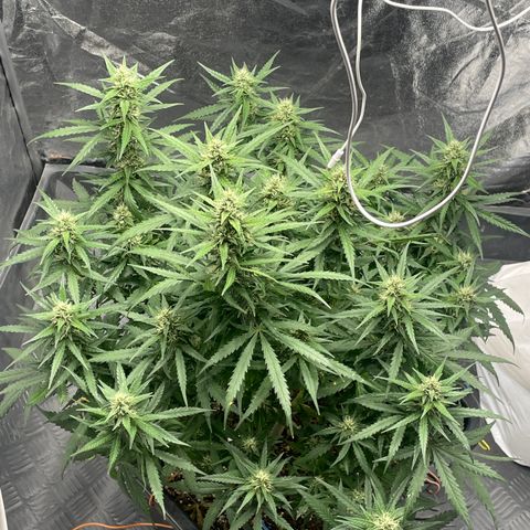 Sour jealousy growlog timeline photo