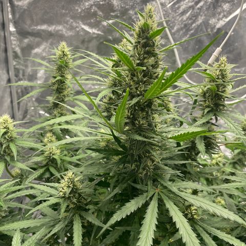 Sour jealousy growlog timeline photo