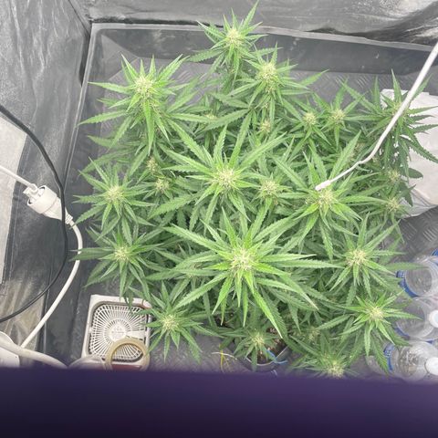 Sour jealousy growlog timeline photo