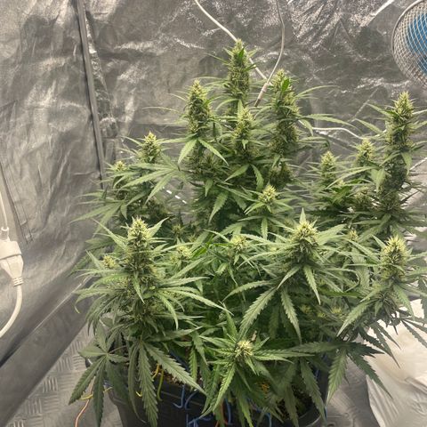 Sour jealousy growlog timeline photo