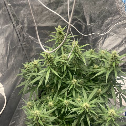 Sour jealousy growlog timeline photo