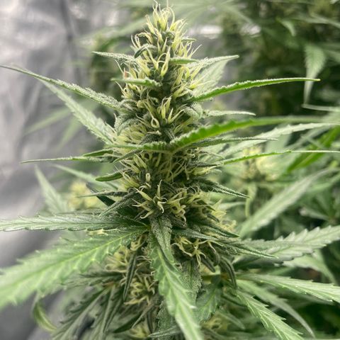 Sour jealousy growlog timeline photo