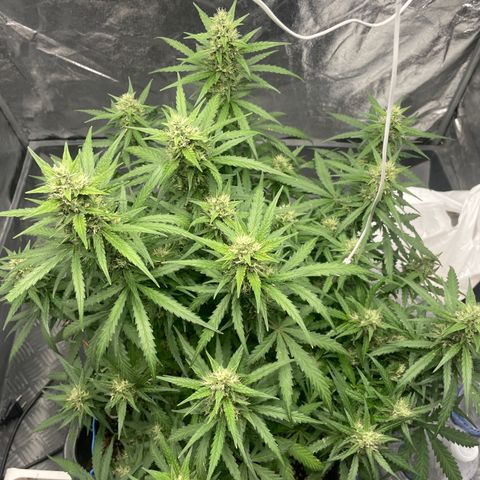 Sour jealousy growlog timeline photo